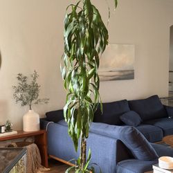 Tall Dracaena Floor Plant (Real, Healthy)
