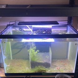 10 Gallon aquarium