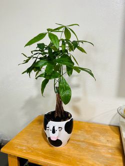Money tree