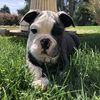 Rosie