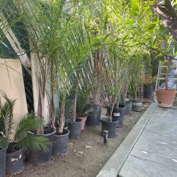 Quien Palm trees