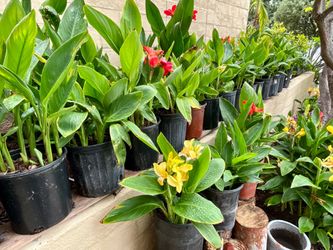 Canna lily yellow & orange red flower plants - in 3 gallon pots