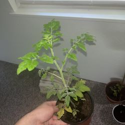 Tomato Plant