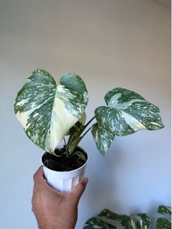 Monstera Creme Brulée