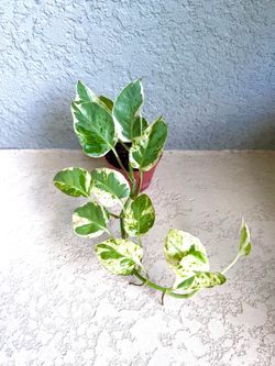 Pothos  pearls and Jade  plant
