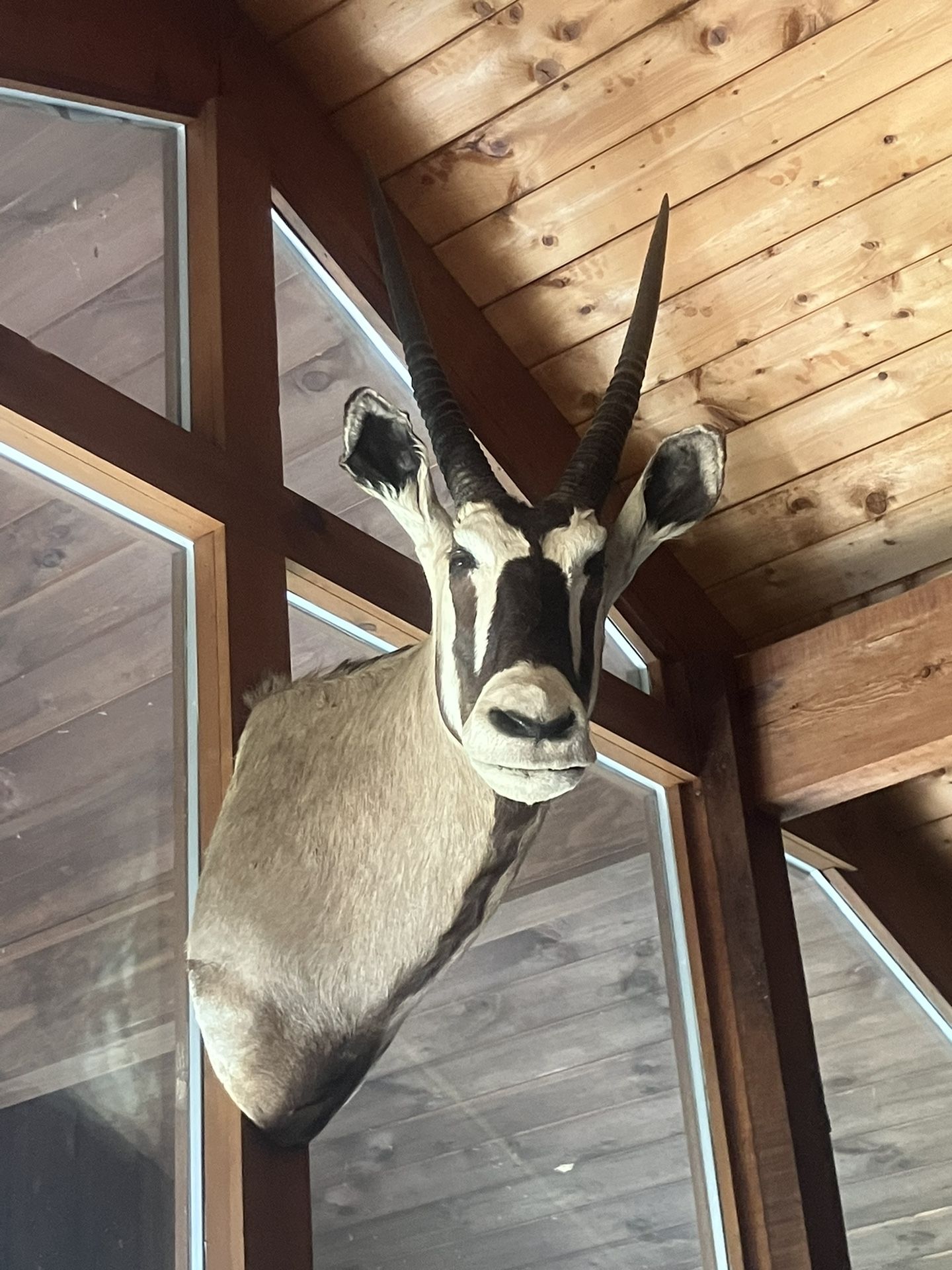 African Oryx Taxidermy Mount