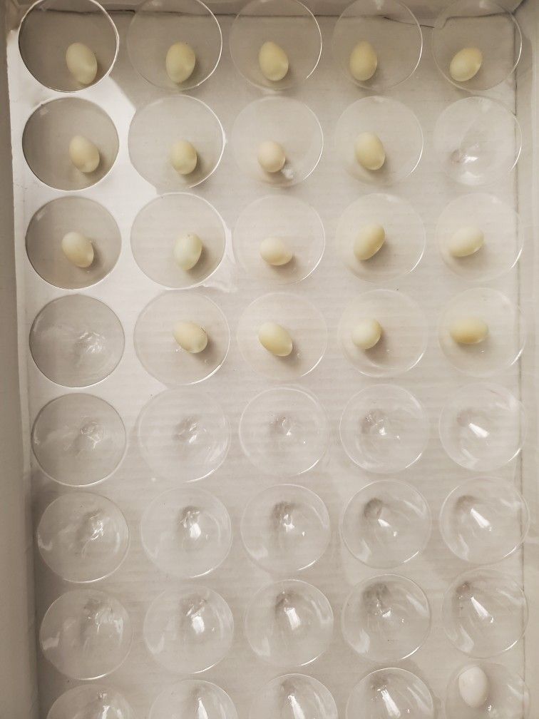 Finch Eggs