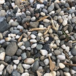 Free Gravel/pebbles 