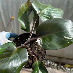 Philodendron White Knight Plant