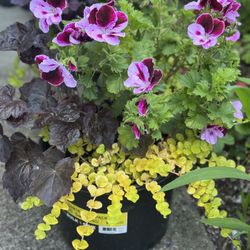 plants in big nursery pots 5 pots is available $15 each 