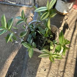 Planta