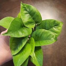 Pothos In water
