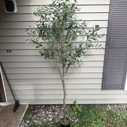 Fake Olive Tree 5’-11”