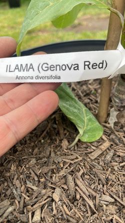 Ilama Genova red Anona cherimoya