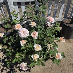 $80 Princess Charlene of Monaco 🌿 