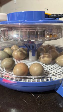 Pheasant Eggs
