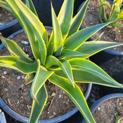 Agave Desmentiana V