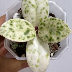 UNICORN Hoya Madara ‘Snow Angel’ | From Kunzo, Japan | Variegated Rare Hoya