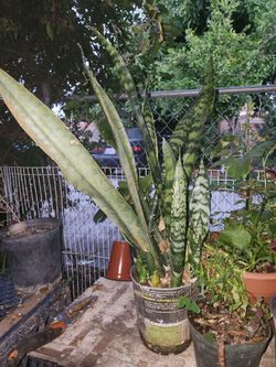 Snake Plant