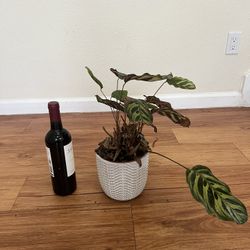 Peacock Plant With White Ceramic Pot 