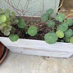 Plants In Pot