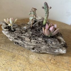 Exotic Small Decorative Arrangement