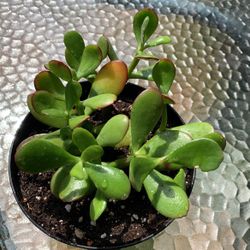 Jade Plant In 6 inch Pot 