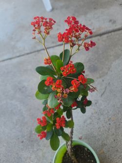 Red Crown of Thorns