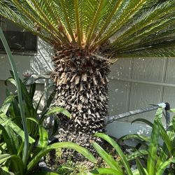Sago Palm $250