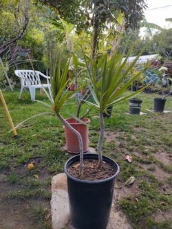 Dracaena plant