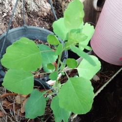 Plantas de papalo listas para transplantar $1 Dlls  cada una