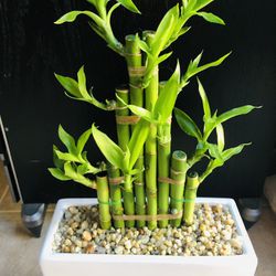 Lucky Bamboo Live Plant Indoor Healthy Condition $29-$79