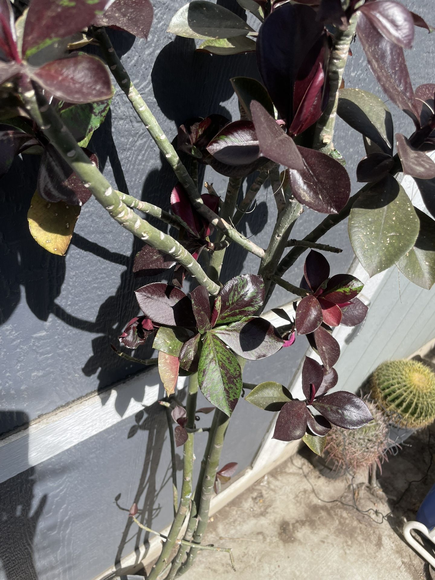 African Milk Tree 7 F Tall