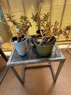 Plants-succulents