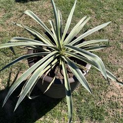 Amazing x large extra plant big For Sale