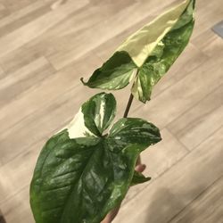 Albo Syngonium