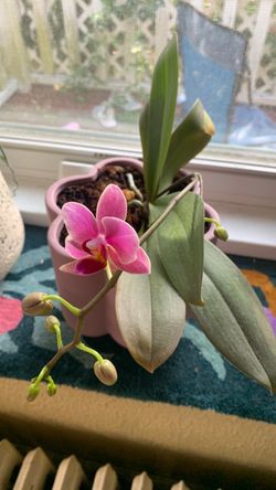 Orchid  Plant