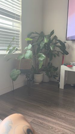 Four plants & stand