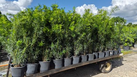 Podocarpus Plants 3 feet Tall.  Instant privacy