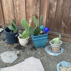 Nopale Plants Cactus 