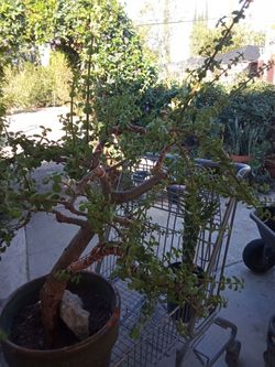 Large Jade Plant Bonsai Style in Pot needs to be trimed