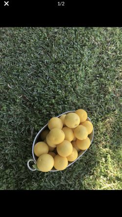 Fresh picked grapefruits!