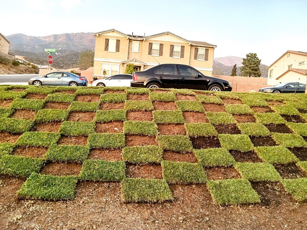 St. Augustin Sod  Insta lled $2.75 Sq Ft