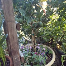 Valencia Orange Plant 12 fruit