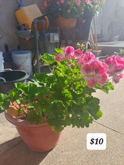 Plantas / Plants