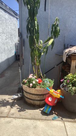 Mango tree