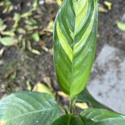 Planta