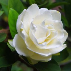 Gardenia   Tree