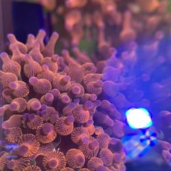 Reef Aquarium Tank Rainbow Anemone Cheap!