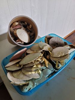Seashell Collection, incl. Sand Dollars & More!